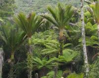 Albums/20060200-New Zealand 2006/20060205-Greymouth_Punakaiki/33